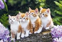 Okładka książki Puzzle 1000 Rude kociaki na drzewie CASTOR