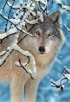 Okładka książki Puzzle 1000 Wilk zimą CASTOR