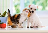 Okładka książki Puzzle 500 Piesek i kotek CASTOR