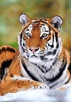 Okładka książki Puzzle 500 Tygrys Syberyjski CASTOR