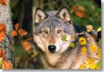 Okładka książki Puzzle 500 Wilk CASTOR