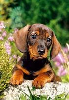 Okładka książki Puzzle 120 Jamniczek CASTOR