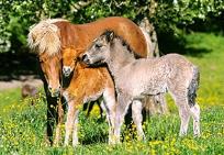 Opakowanie Puzzle 120 Koniki CASTOR