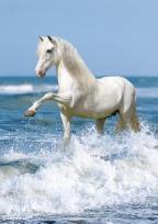 Opakowanie Puzzle Galopujący koń 1000