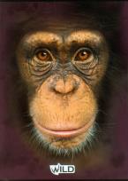 Opakowanie Zeszyt A5 Wild w kratkę 80 kartek Małpa