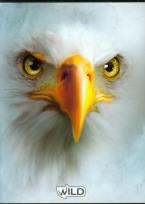 Opakowanie Zeszyt A5 Wild w kratkę 80 kartek Orzeł