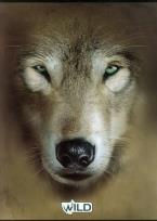 Opakowanie Zeszyt A5 Wild w kratkę 80 kartek Wilk