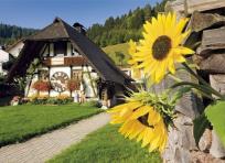 Opakowanie Puzzle 1000 HQ The Cukoo Clock