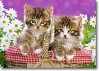 Okładka książki Puzzle 70 - Kocięta w koszyku CASTOR