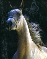 Opakowanie Notes Konie