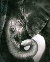 Opakowanie Notes Słonik