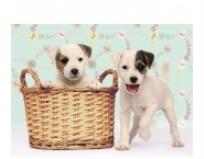 Okładka książki PUZZLE 200 PSY W KOSZYKU-RAVE