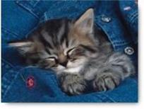 Okładka książki Puzzle Wtulony kotek 500