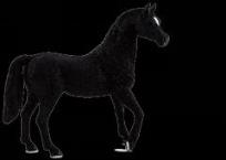 Opakowanie Czarny ogier rasy arabskiej ANIMAL PLANET