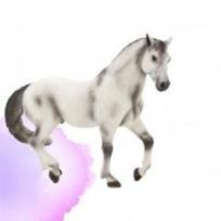 Opakowanie Siwy ogier rasy andaluzyjskiej ANIMAL PLANET