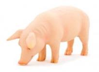 Opakowanie Knur ANIMAL PLANET