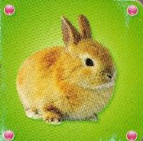 Okładka książki Kosteczka - Królik