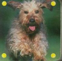 Okładka książki Mini kosteczka - Pies