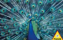 Opakowanie Puzzle 1000 - Paw PIATNIK