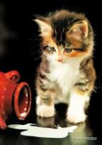 Opakowanie Puzzle 104 - Kotek MAXIM