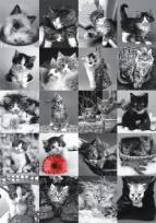 Opakowanie Puzzle 1500 Kotki DINO