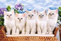 Opakowanie Puzzle 1500 Niebieskookie koty CASTOR