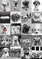 Opakowanie Puzzle 1500 Pieski DINO