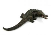 Opakowanie Sarkozuch ANIMAL PLANET