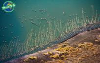 Opakowanie Puzzle 1000 - Flamingi PIATNIK