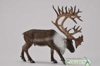 Okładka książki Renifer