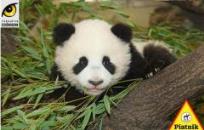 Opakowanie Puzzle 1000 - Mała panda PIATNIK