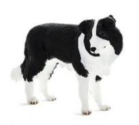 Opakowanie Pies rasy Border Collie ANIMAL PLANET