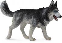 Opakowanie Pies Rasy Siberian Husky