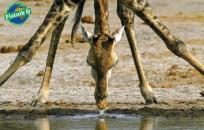 Okładka książki Puzzle Żyrafa Orzeźwienie 1000 elementów