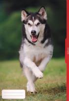 Opakowanie Teczka rysunkowa A3 Pies