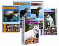 Opakowanie Kwartet - Koty. Karty do gry Cartamundi