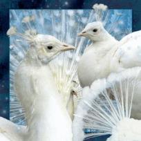 Opakowanie Magnes 3D Biały Paw