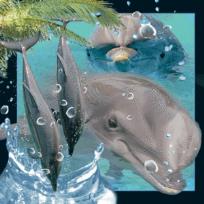 Opakowanie Magnes 3D Delfin