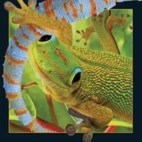 Opakowanie Magnes 3D Gekon