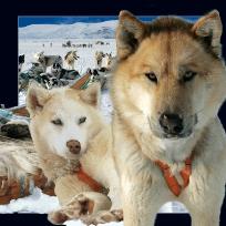 Okładka książki Magnes 3D Husky