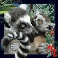 Opakowanie Magnes 3D Lemur