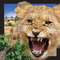 Opakowanie Magnes 3D Lew