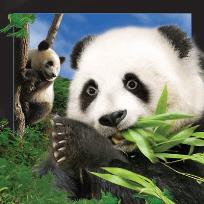 Opakowanie Magnes 3D Panda