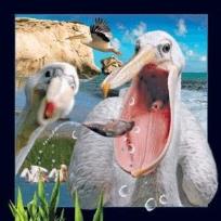 Opakowanie Magnes 3D Pelikan