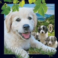 Okładka książki Magnes 3D Pies