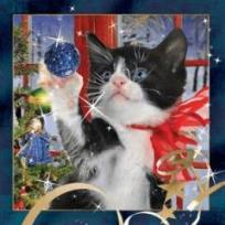 Opakowanie Magnes 3D Świąteczny Kot