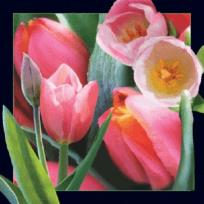 Opakowanie Magnes 3D Tulipan