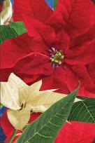 Opakowanie Mini kartka 3D Gwiazda Betlejemska