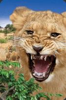 Opakowanie Mini kartka 3D Lew