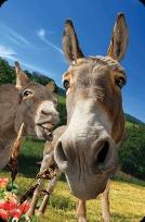 Opakowanie Mini kartka 3D Osioł